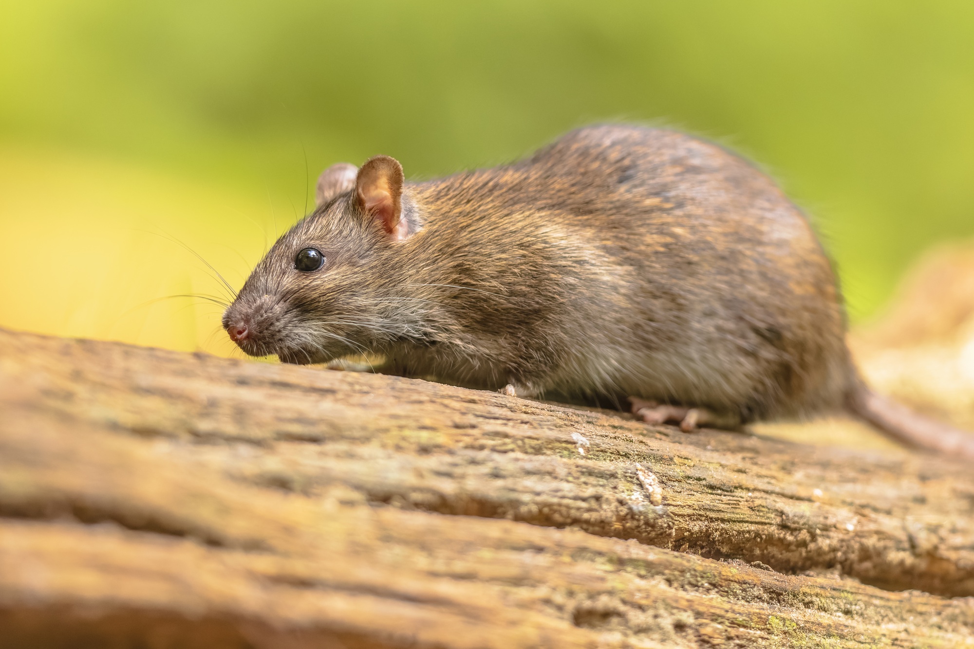 Brown rat in grass on river bank