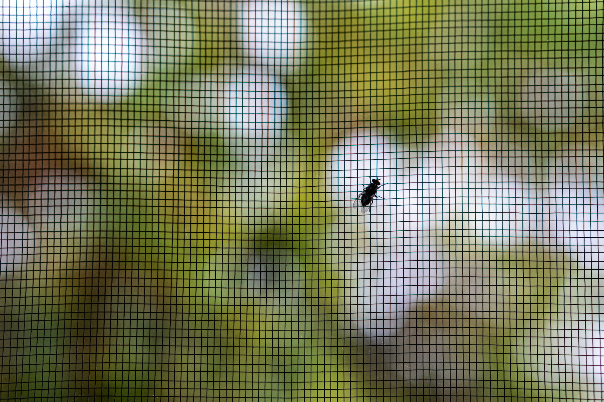 Closeup of a fly on the mesh patterned protective window screen