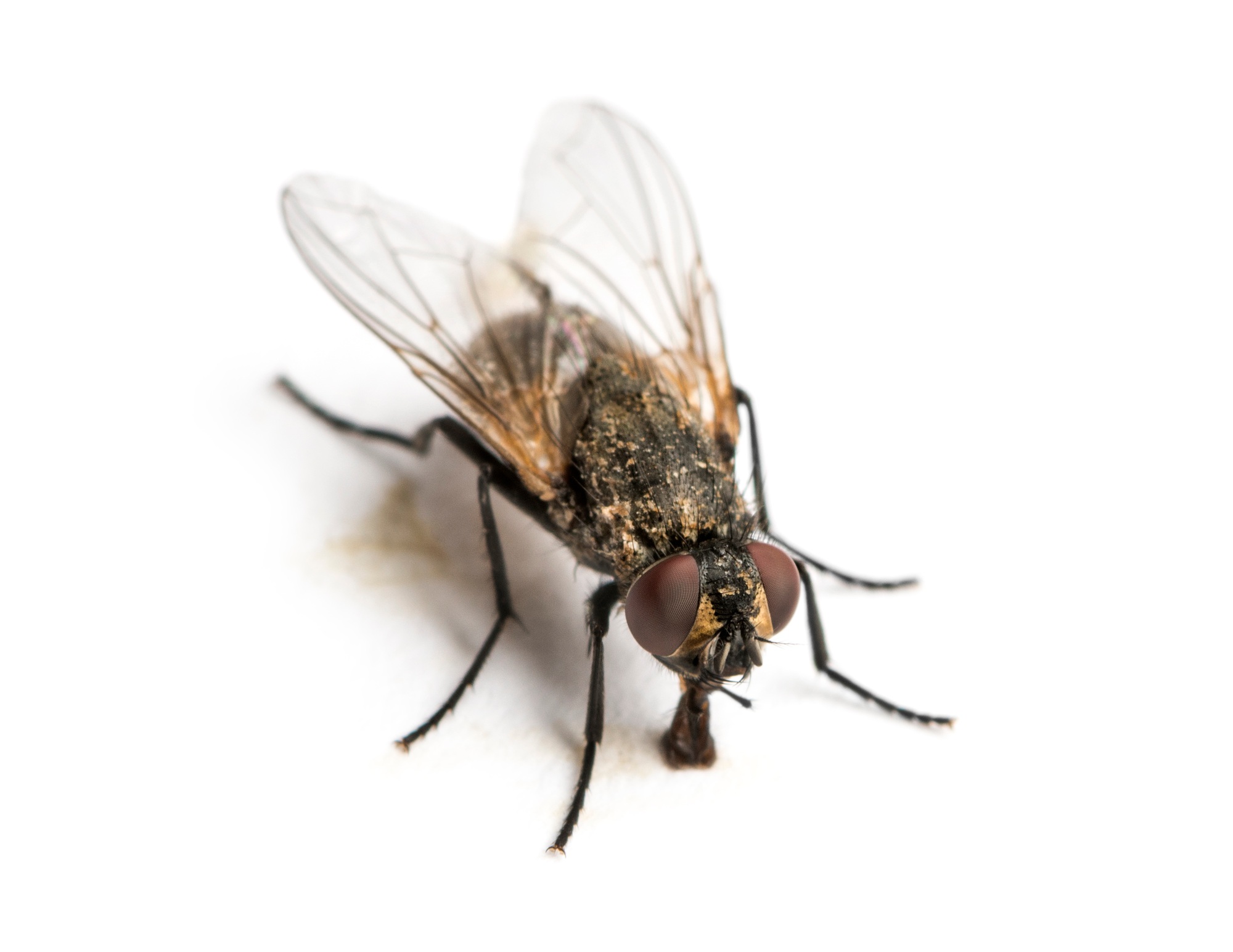 Dirty Common housefly eating, Musca domestica, isolated on white