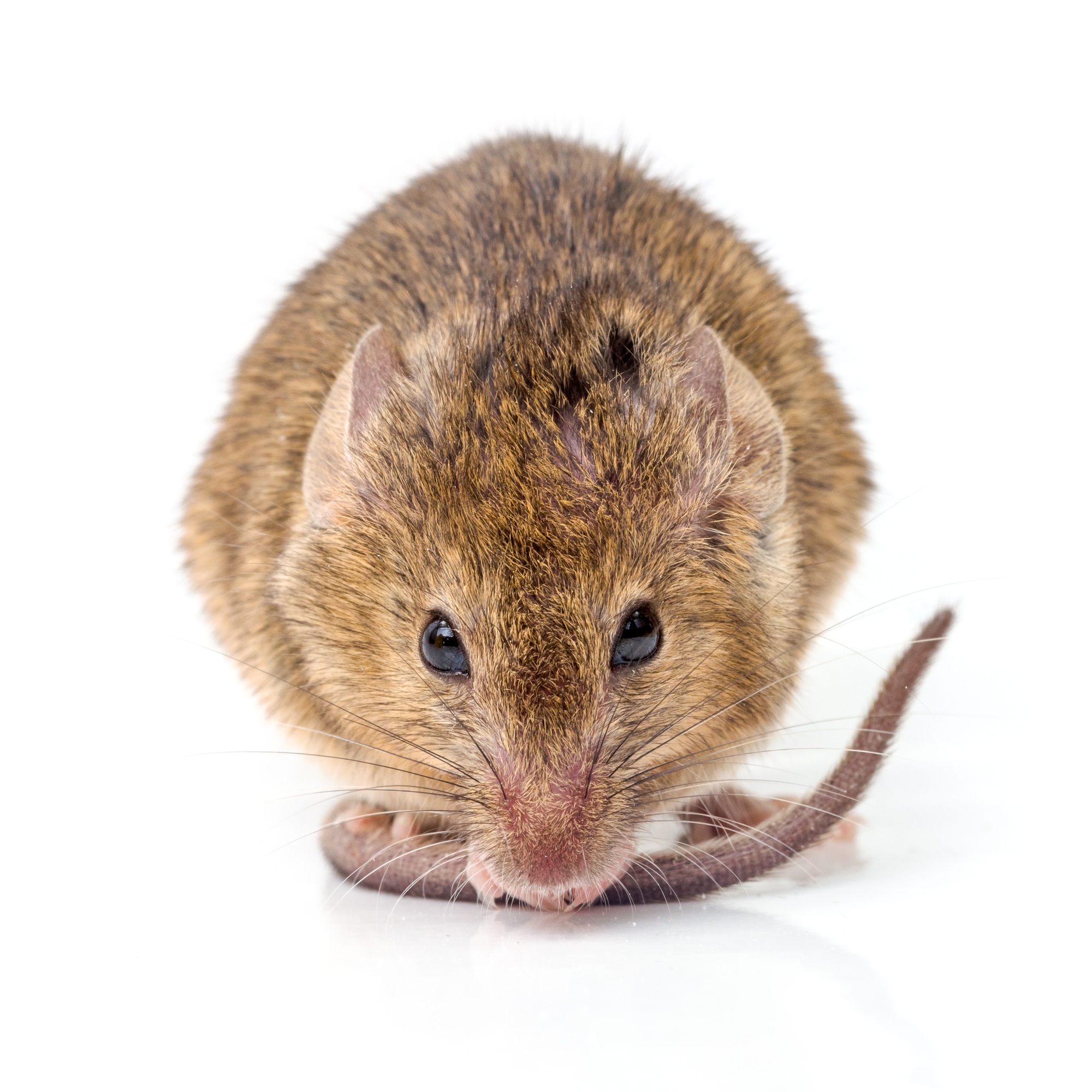 House mouse (Mus musculus)